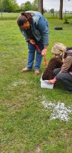 Nasenarbeit mit den Welpen und Junghunden 2019